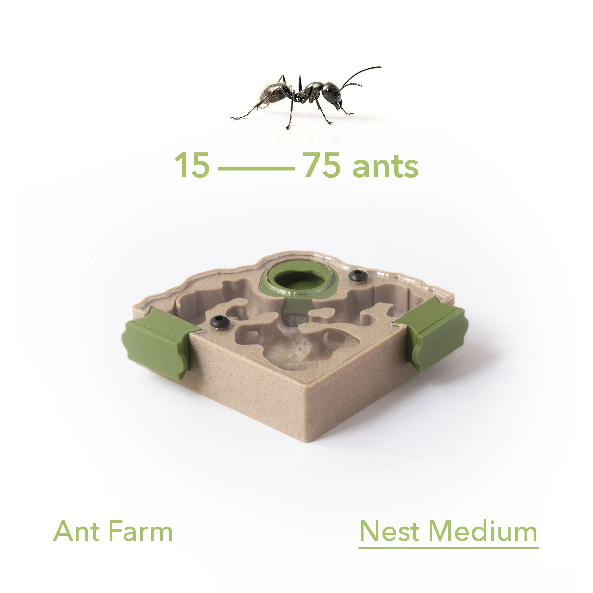 Antkeeping Starter Pack - Image 12