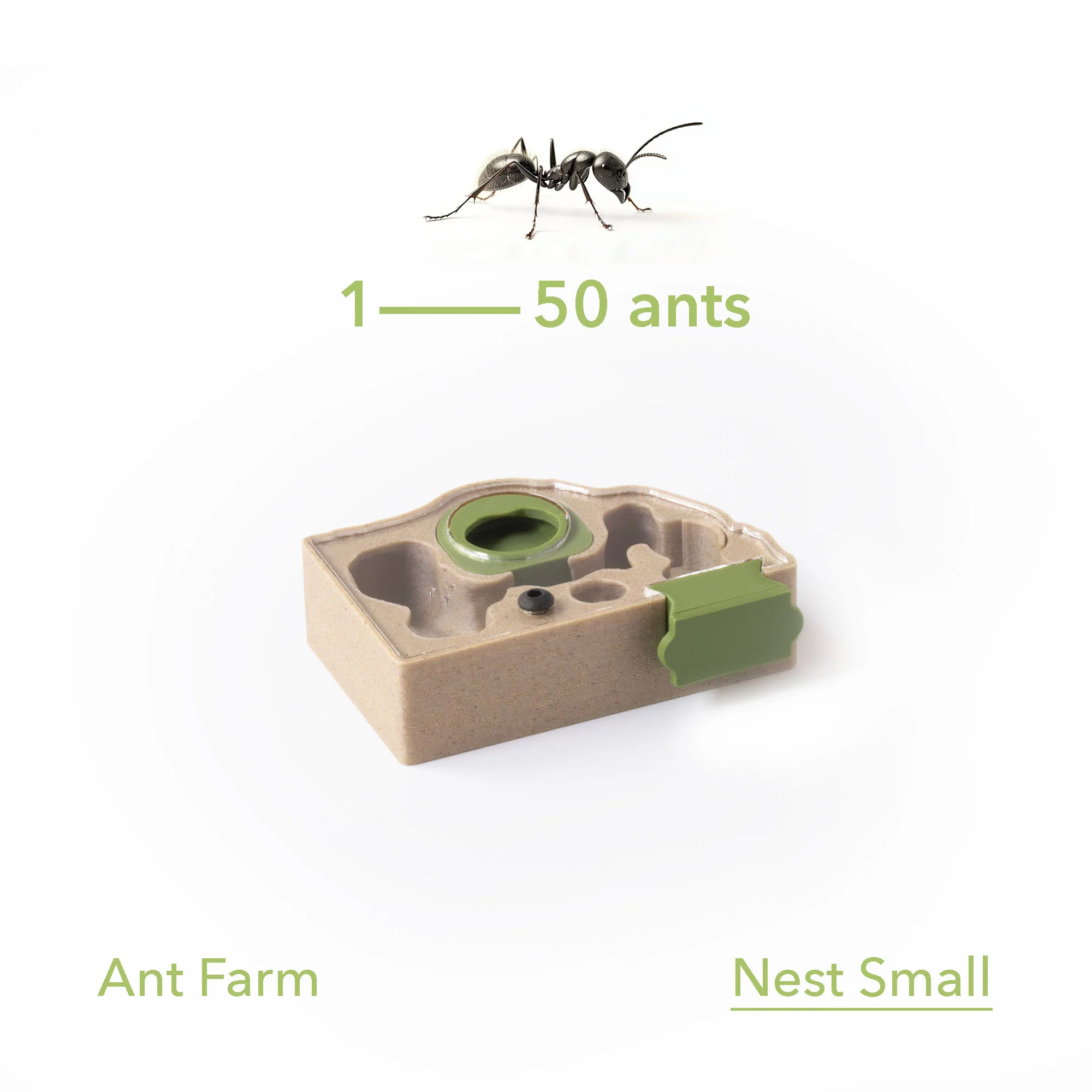 Antkeeping Starter Pack - Image 13