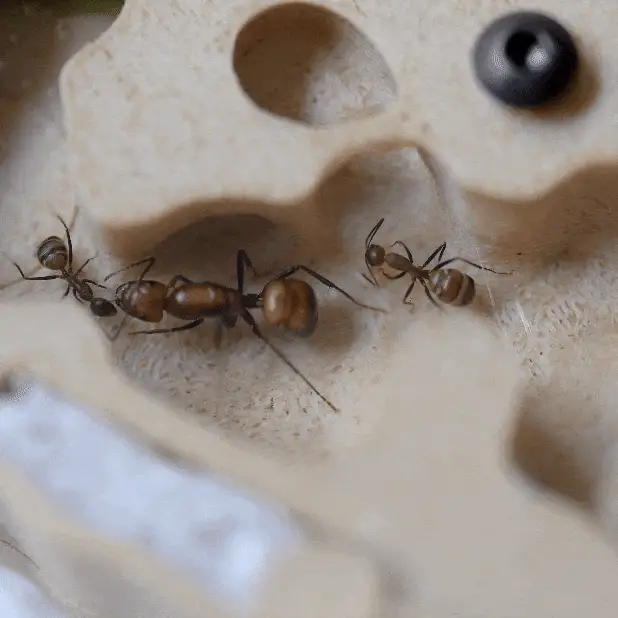 Nest Formicarium (Ant Farm) - Image 5