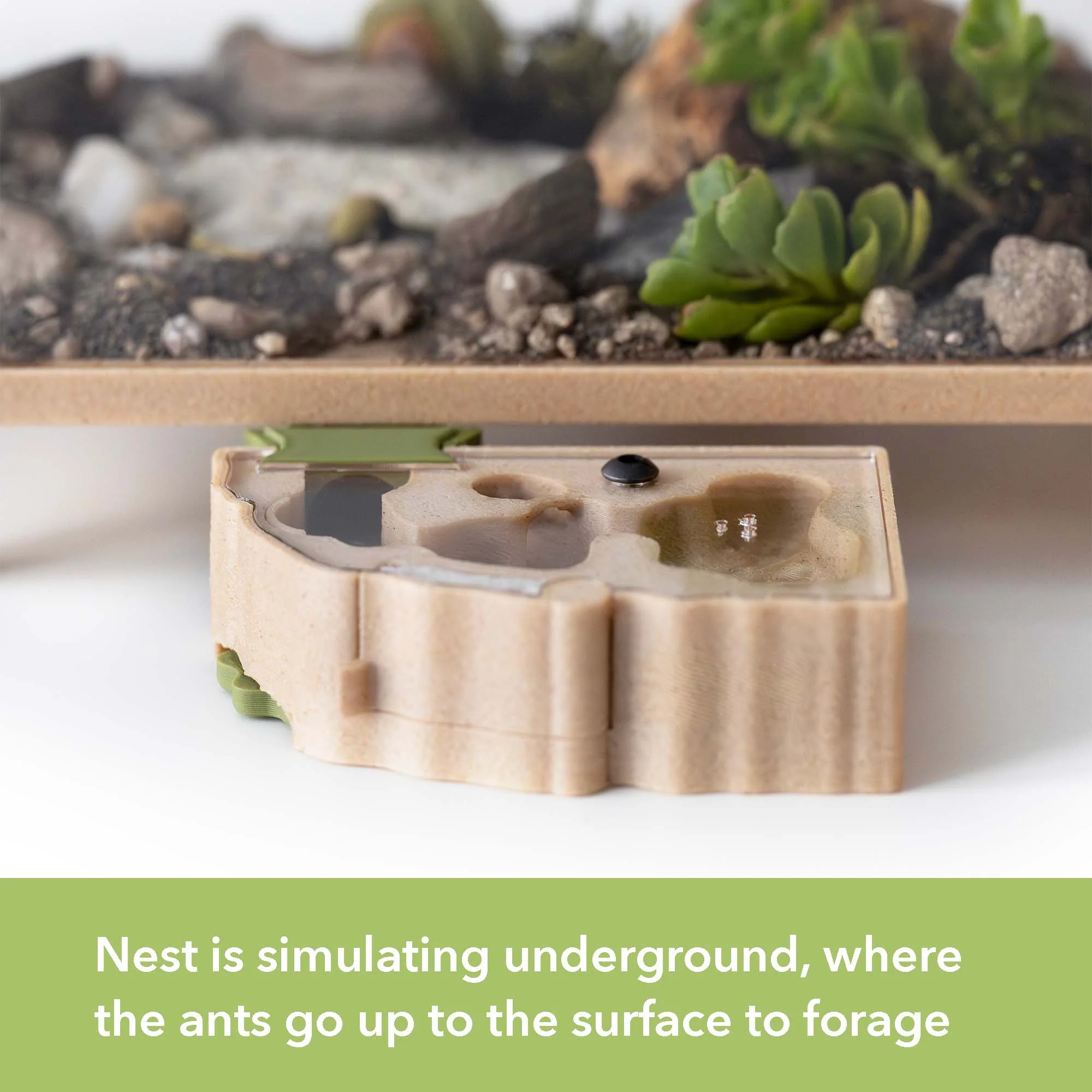 Antkeeping Starter Pack - Image 4