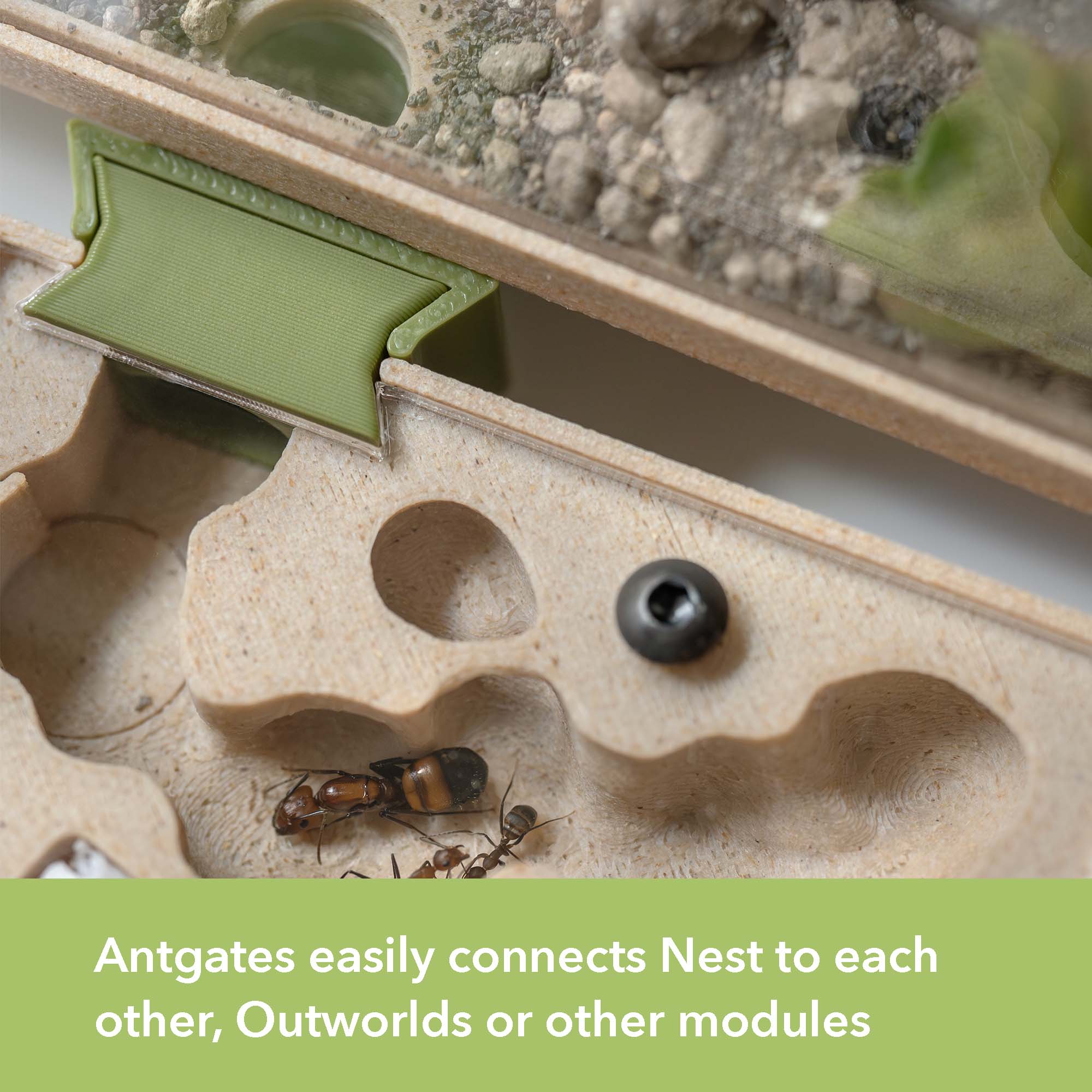 Nest Formicarium (Ant Farm) - Image 9