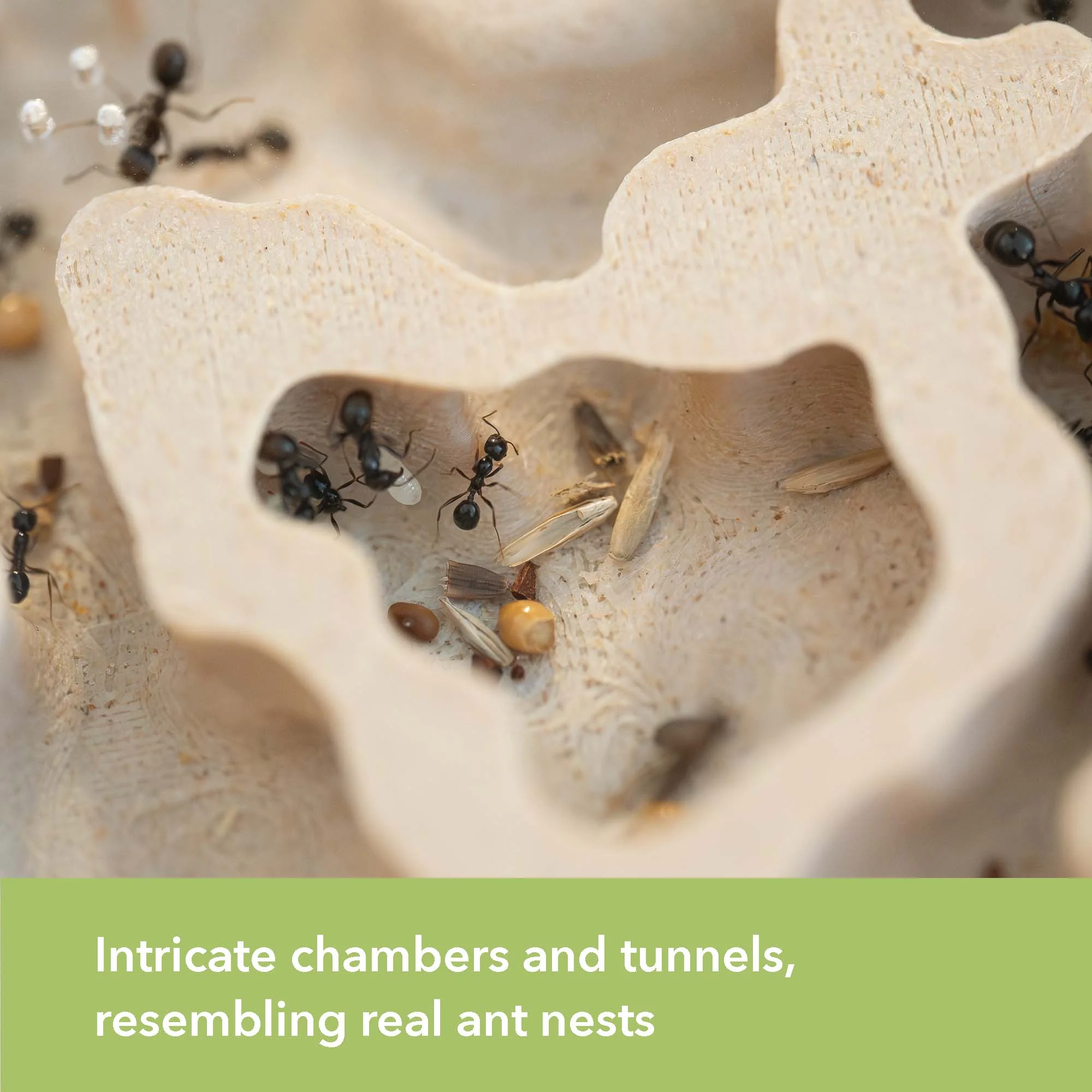 Nest Formicarium (Ant Farm) - Image 10
