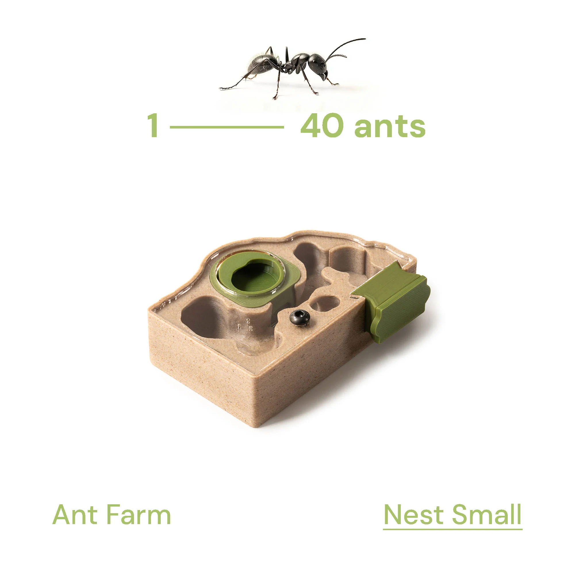 Nest Formicarium (Ant Farm) - Image 3
