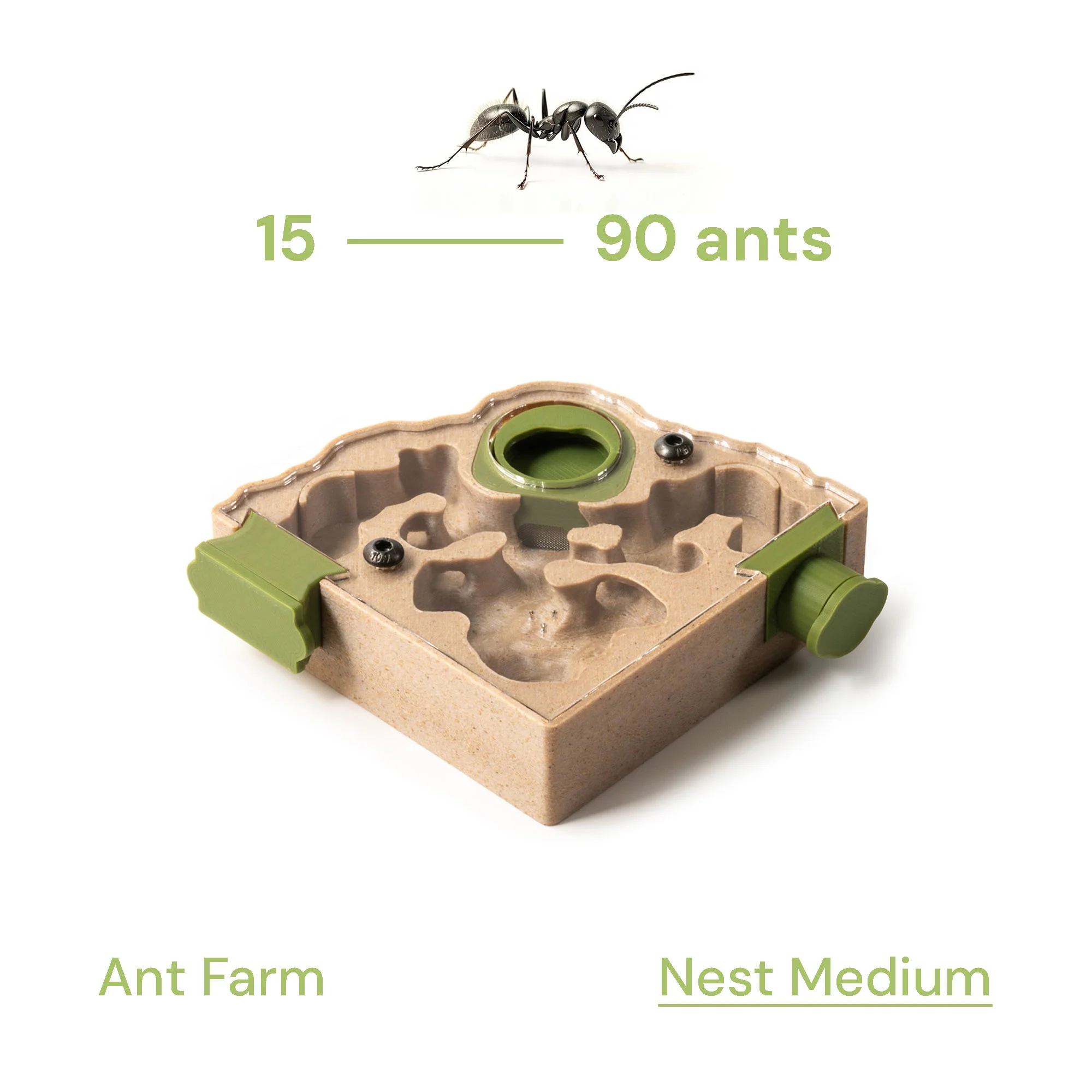 Nest Formicarium (Ant Farm) - Image 4