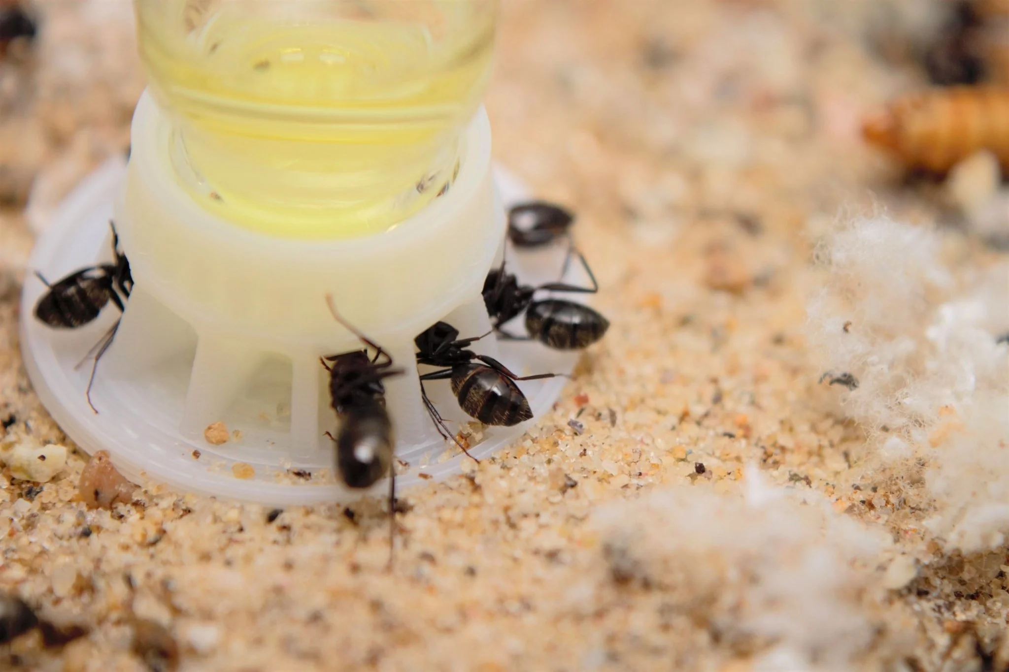 Sunburst Ant Nectar (60 ml) - Image 4