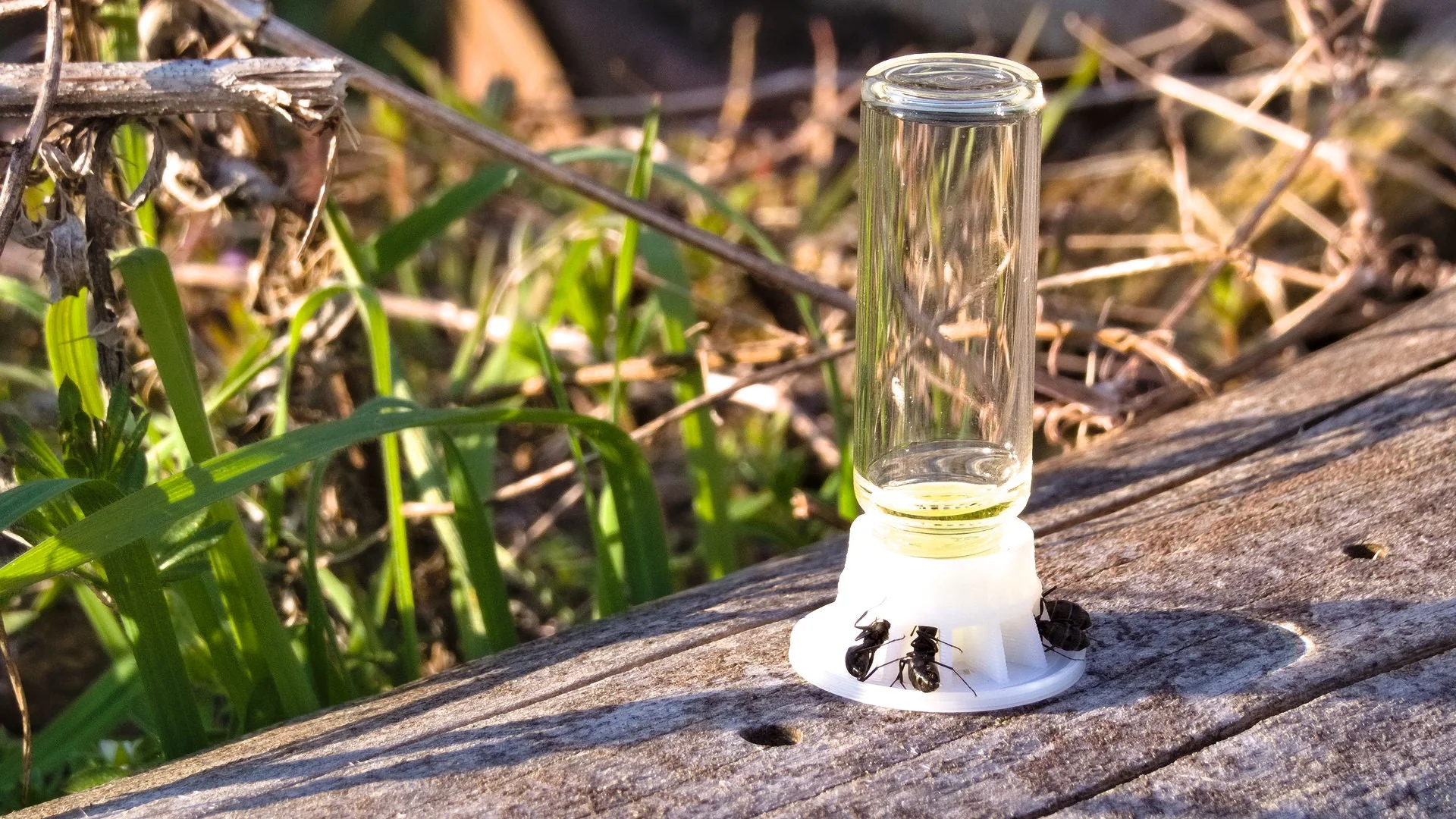 Sunburst Ant Nectar (60 ml) - Image 5